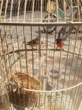 Jual burung riskin sepasang