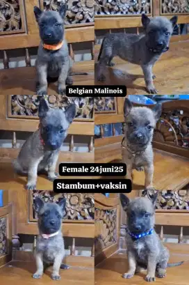 BELGIAN MALINOIS