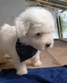 Poodle Putih dan Party color