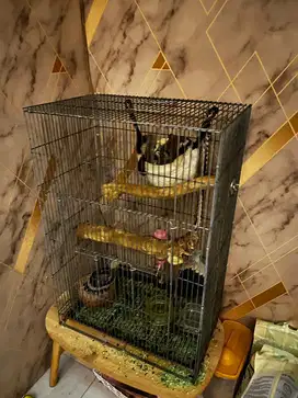 Sugar Glider plus kandang, ad 6 ekor sehat semua