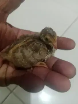 Jual anak burung puyuh. Usia 8 jari buat ternak