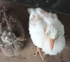 Derkuku putih BS dan cemong