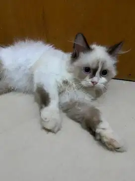 Lepas Adopt Ragdoll, Persia + Kitten Ragdoll