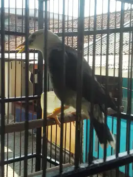 JALAK HYBIRT SILANGAN DEKER NYISIK 1 JUTA AJA FULSET