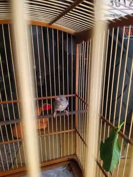 Burung sanger jantan