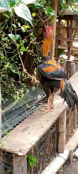 Jual 1 pasang ayam Bangkok pakoy