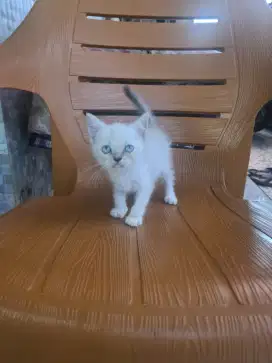Kucing BSH mix Munchkin
