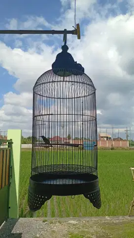 Sogon Metalik Free Sangkar