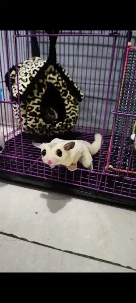 Sugar glider white mozaic