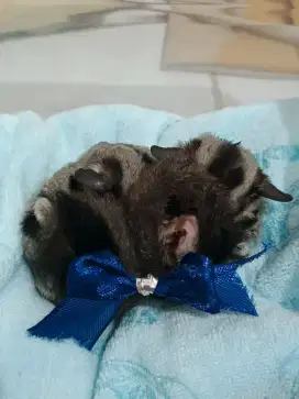 Jual joey sugar glider