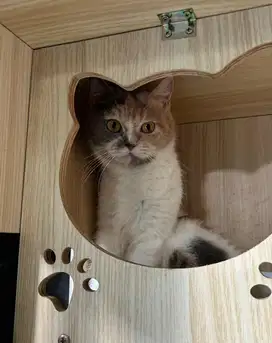 Kucing british shorthair bsh british short hair