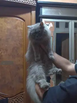 Kucing persia bigbone betina