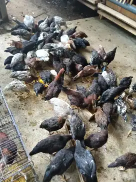 JUAL AYAM KAMPUNG KUB2, SENSI, GAOKSI