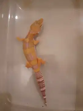 Gecko Female Juvenile