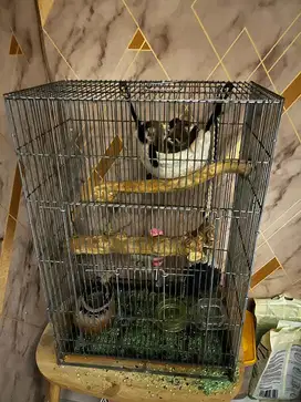 Jual sugar glider 6 ekor plus kandang
