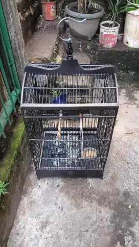 Burung ciung batu