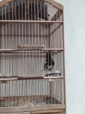 Burung kacer bahan purtot