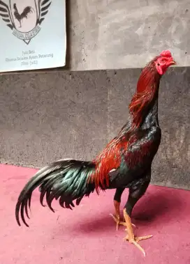 Ayam Bangkok Khoytrad Super Tehnik