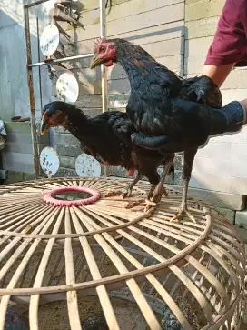 JUAL PAKET AYAM PELUNG SUPER & AYAM MUTIARA F1