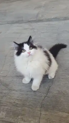 Kucing Persia Anakan Kitten Persian Black & White