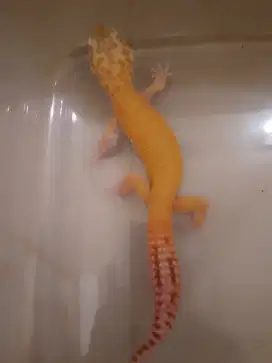Gecko Male Juvenile