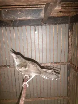 Burung Ciblek Betina Rawatan