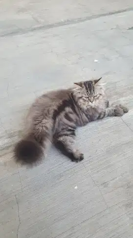 Kucing Persia Anakan Kitten Persian Marble