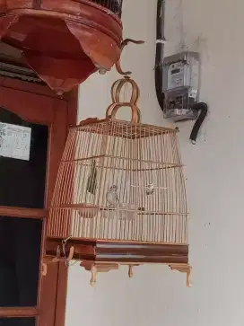 Burung Edel Sanger