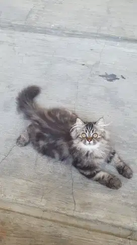 Kucing Persia Anakan Kitten Persian Marble