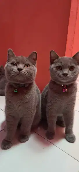 Lepas adopt kucing British Shorthair BSH