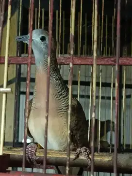 Perkutut Bangkok burung sudah rajin