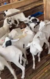 paketan 25 ekor bakalan domba jantan 5-6 bulanan siap penggemukan puas