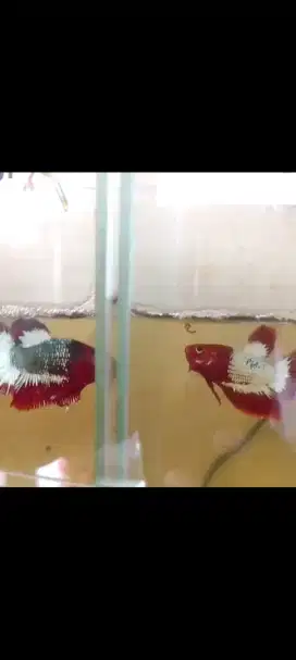 Ikan cupang fccp