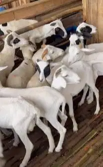 25 ekor bakalan domba jantan 5-6 bulanan siap penggemukan kurban puas
