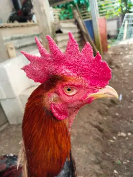 Ayam Bangkok Jengger