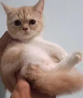 Kucing kitten British shorthair Bicolor Creamm