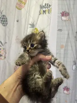 Kiiten persimed x bigbone