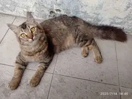 Teman main yang lucu