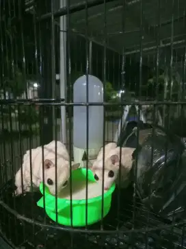 Sugar glider leucistic