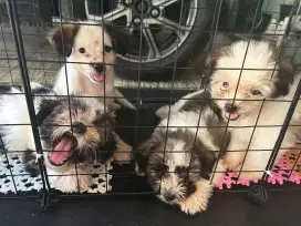 LEPAS ADOPT SHIHTZU