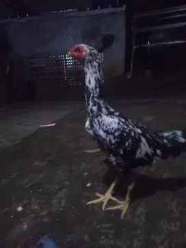 Ayam bangkok pakoy babon
