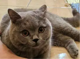 Open Adopt BSH (Kucing British Short Hair)