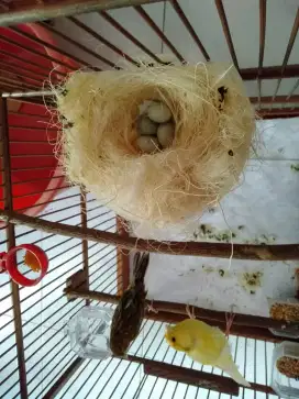 Sepasang Kenari Jantan AF dan Betina Lokal