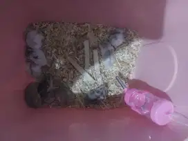 Hamster Campbel