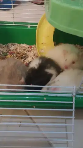 Hamster Syiria Syirian