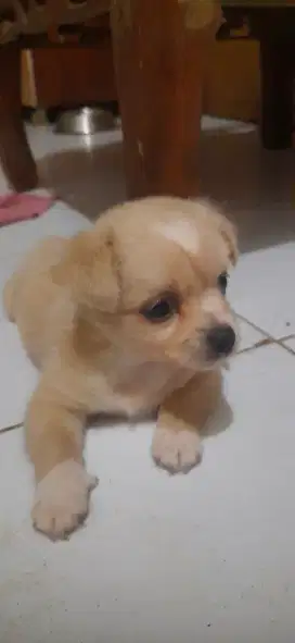 Dijual anak anjing mini usia 1 bulan