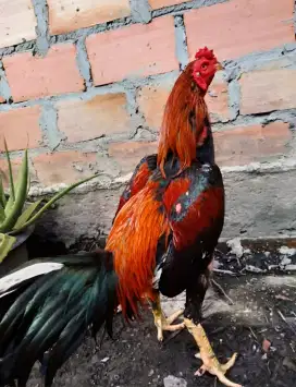 Ayam Bangkok Bonus Tas Ayam