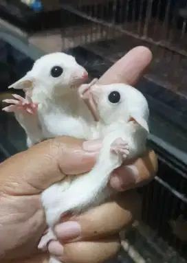 Sugar Glider Joey Jantan Leucistik