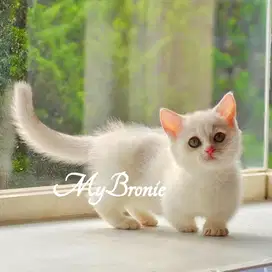Kucing british shorthair silver betina
