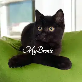 Kucing british shorthair jantan